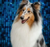 Photo №3. Longhaired Collie, female, champion. Russian Federation