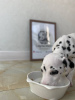 Photo №1. dalmatian dog - for sale in the city of Paris | 400$ | Announcement № 28287