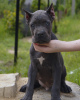Photo №4. I will sell cane corso in the city of Лида. private announcement, from nursery, breeder - price - 629$