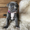 Photo №1. american staffordshire terrier - for sale in the city of Patras | 317$ | Announcement № 78611