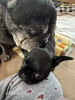 Additional photos: french bulldog puppies