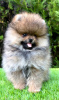 Photo №2 to announcement № 110303 for the sale of pomeranian - buy in Serbia 