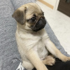 Photo №1. pug - for sale in the city of Ljubljana | negotiated | Announcement № 85273