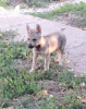 Photo №3. Czechoslovakian Wolfdog puppies. Serbia