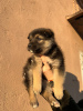 Photo №2 to announcement № 39059 for the sale of non-pedigree dogs - buy in Belarus private announcement