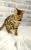Photo №2 to announcement № 13953 for the sale of bengal cat - buy in Ukraine from nursery