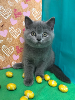 Photo №4. I will sell british shorthair in the city of Samara. private announcement, from nursery, breeder - price - 4738$