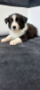 Photo №3. Border Collie FCI dog. Poland