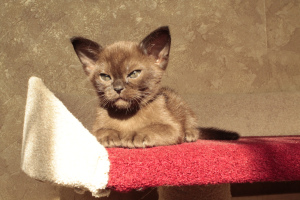 Photo №3. Burmese kitten. Belarus