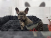 Photo №1. french bulldog - for sale in the city of Deggendorf | Is free | Announcement № 124855