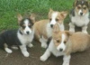 Photo №1. welsh corgi - for sale in the city of Ljubljana | 264$ | Announcement № 117961