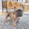 Photo №1. french bulldog - for sale in the city of Stockholm | 423$ | Announcement № 84873