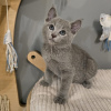 Photo №2 to announcement № 121994 for the sale of russian blue - buy in United Kingdom 