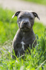 Additional photos: American Staffordshire Bull Terrier girls