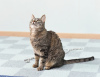 Additional photos: Gentle cat Iriska is looking for a family.