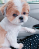 Photo №1. shih tzu - for sale in the city of Stockholm | negotiated | Announcement № 30084