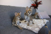 Photo №2 to announcement № 71086 for the sale of savannah cat - buy in Israel private announcement