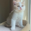 Photo №4. I will sell british shorthair in the city of Pärnu. breeder - price - 613$