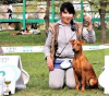 Photo №1. german pinscher - for sale in the city of Kiev | 700$ | Announcement № 10502