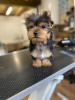 Photo №2 to announcement № 119349 for the sale of yorkshire terrier - buy in Germany private announcement