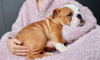 Photo №1. english bulldog - for sale in the city of Алкмар | negotiated | Announcement № 31937