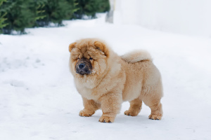 Photo №1. chow chow - for sale in the city of Yekaterinburg | Negotiated | Announcement № 4828