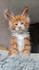 Photo №4. I will sell maine coon in the city of Wolverhampton. private announcement - price - 423$