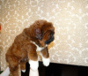 Photo №1. tibetan mastiff - for sale in the city of Samara | negotiated | Announcement № 8465