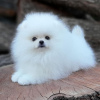 Photo №2 to announcement № 120562 for the sale of pomeranian - buy in Germany private announcement