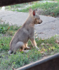 Photo №2 to announcement № 114163 for the sale of czechoslovakian wolfdog - buy in Serbia breeder