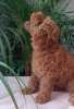 Photo №4. I will sell poodle (dwarf) in the city of Belgrade.  - price - 1585$