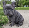 Photo №1. french bulldog - for sale in the city of Budapest | negotiated | Announcement № 42524