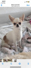 Photo №1. chihuahua - for sale in the city of Munich | 269$ | Announcement № 105060