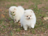 Additional photos: pomeranian