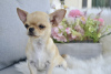 Photo №1. chihuahua - for sale in the city of Helsinki | 634$ | Announcement № 109467