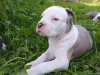 Photo №3. We offer for sale American Bully puppies. Russian Federation
