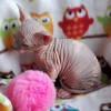 Photo №4. I will sell sphynx-katze in the city of Sydney. from nursery, from the shelter - price - 1800$