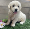 Photo №1. golden retriever - for sale in the city of Munich | 1057$ | Announcement № 103842