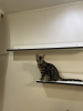 Additional photos: Bengal kitten for sale