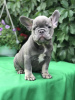 Additional photos: French Bulldog