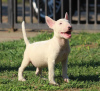 Photo №2 to announcement № 59424 for the sale of bull terrier - buy in Serbia breeder