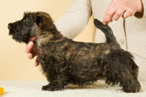 Additional photos: Two wonderful scottish terrier boys