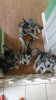 Photo №2 to announcement № 63484 for the sale of siberian husky - buy in United States 
