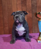 Photo №2 to announcement № 33344 for the sale of american bully - buy in Ukraine from nursery, breeder