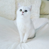 Photo №2 to announcement № 47983 for the sale of british shorthair - buy in United States from nursery, breeder