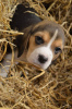 Photo №1. beagle - for sale in the city of Maidenhead | 0$ | Announcement № 30082