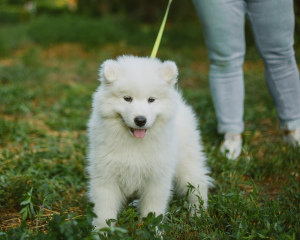 Additional photos: Samoyed. The boys