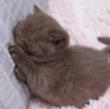 Photo №1. british shorthair - for sale in the city of Berlin | 264$ | Announcement № 101746