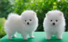 Photo №1. pomeranian - for sale in the city of Brussels | negotiated | Announcement № 124777