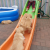 Photo №4. I will sell golden retriever in the city of Berlin. private announcement - price - Is free